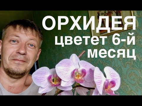 Видео: ПЕРЕСАДКА цветущей ОРХИДЕИ Шанхай Shanghai ПРОШЛА УСПЕШНО - цветет 6-й месяц