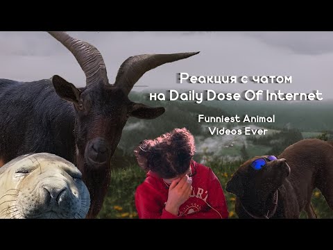 Видео: MurrAsyamka | Реакция с чатом на Daily Dose Of Internet | Funniest Animal Videos Ever