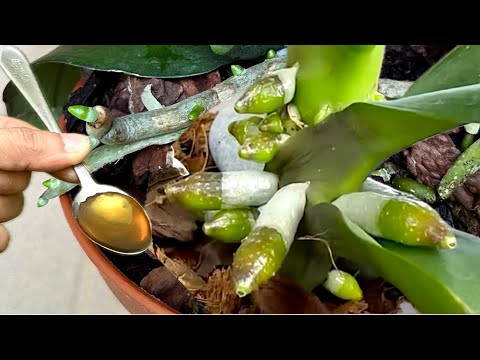 Видео: Одна ложка в неделю! И вот ваша орхидея начинает давать новые корни и цветы круглый год.