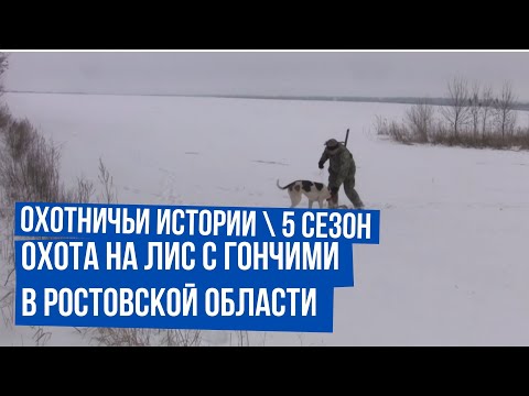 Видео: Охота на лис с гончими в Ростовской области \ Охота на зайца \ Охотничьи истории \ Сезон 5 \Выпуск 4