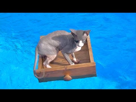 Видео: 100 КНОПОК в БАССЕЙНЕ Челлендж для Кота Миллиона