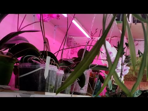 Видео: Я не учитель, я только учусь. Моя посадка из шишек.