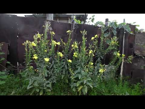 Видео: АСМР Цветение Ночной Свечи (Ослинник) \ ASMR Oenothera Bloom (Night Candle)