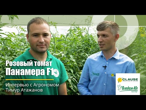 Видео: Самый ранний томат без шуток и преувеличений! ПАНАМЕРА F1 от CLAUSE | Интервью с агрономом