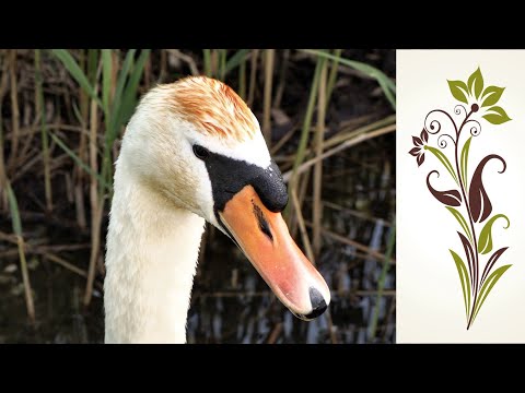 Видео: Учим лебедя Машу, она молодец!