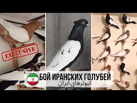 Видео: Уверен Вам понравится!!! Бой иранских голубей | Iranian highflyer pigeons | کبوترهای ایران