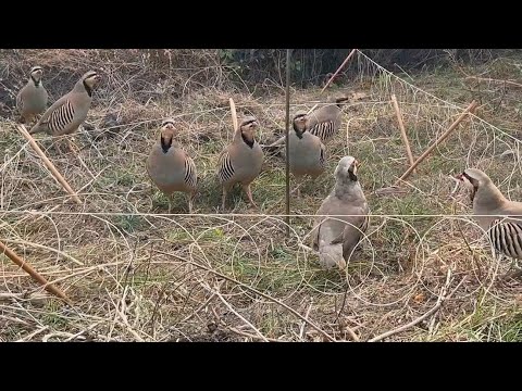 Видео: 12 октября 2025 г.