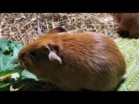 Видео: Уход за новорождёнными морскими свинками.