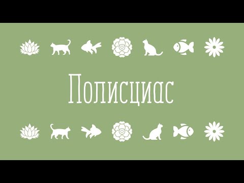 Видео: Комнатные цветы. Полисциас и Циссус. Уход и содержание.