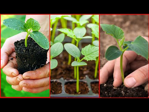 Видео: Бадыраңды КАНТИП эгебиз | ПОСАДКА саженцы ОГУРЦОВ