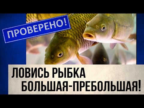 Видео: Зарыбление водоёмов: что угрожает казахстанскому рыбоводству | Проверено!