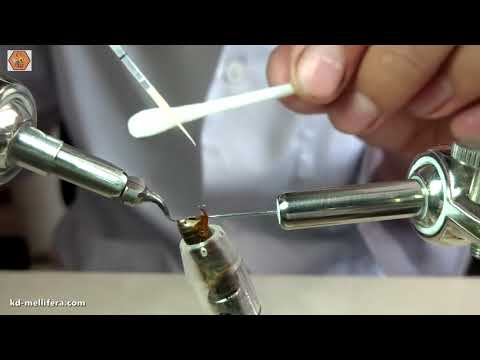 Видео: Инструментальное осеменение пчелиной матки