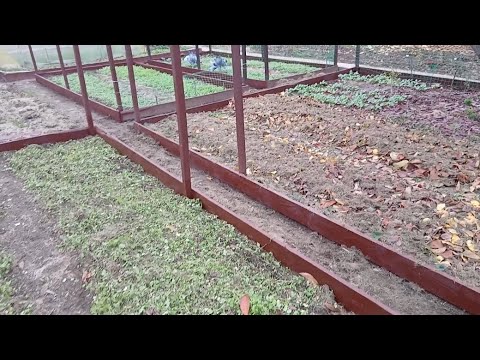 Видео: Гірчиця+осіннє листя= родючі грядки💪