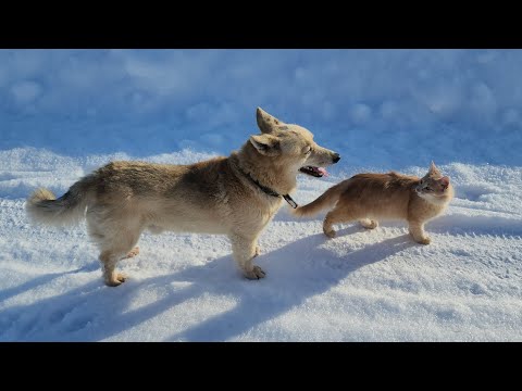 Видео: А день все длиннее становится...