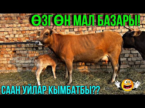 Видео: СААН УЙЛАР КУНАЖЫН УРГААЧЫ ТОРПОК БААЛАРЫ🤯 #байтв