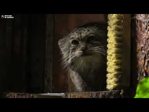Видео: Манул Намика вечером отдыхает между вольерами. Ленинградский зоопарк