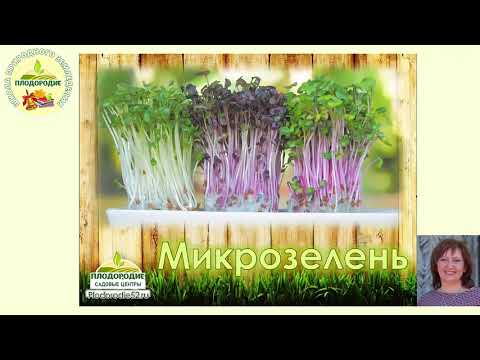 Видео: Микроролик про Микрозелень