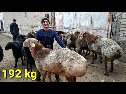 Видео: Уй шароитда куйларни тез семиртириш