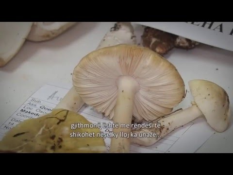 Видео: Смртоносни печурки во Македонија (Deadly Mushrooms of Macedonia)
