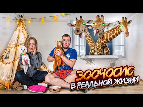 Видео: ЗООЧОСИС В РЕАЛЬНОЙ ЖИЗНИ В НАШЕМ ДОМЕ С КОТАМИ И СОБАКОЙ