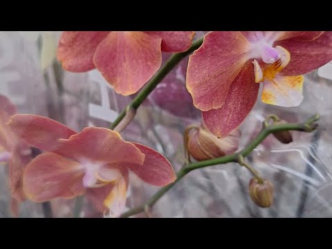 Видео: ОРХИДЕИ в Лемана Амбар Самара 02.11.25.