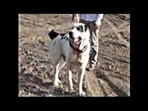 Видео: Гарагоз родом из Мары Сакарчаге приехал в Лебап подраться/Туркменский Волкодав/Turkmen alabay dog's