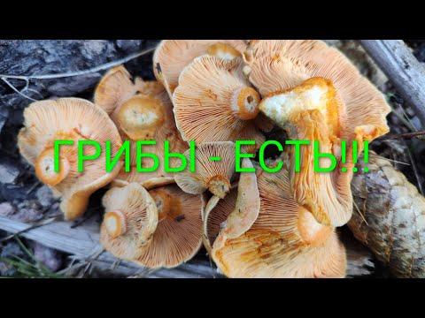 Видео: 5 октября.  ГРИБЫ. -  ЕСТЬ!!!