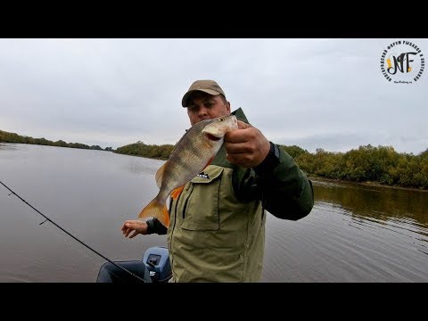 Видео: Осенний жор крупного окуня на джиг. Ловля окуня в октябре. река Мста.