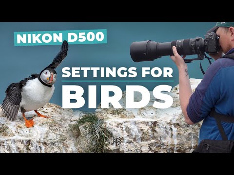 Видео: Как настроить Nikon D500 для фотосъемки птиц