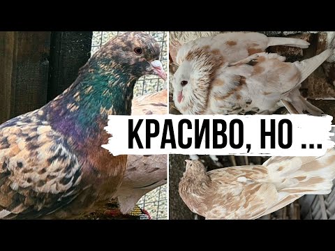 Видео: ГРАНАТ, ЖЕЛТОМРАМОР. Всё ли так легко и просто!? Бакинские мраморные бойные голуби | Almond pigeons