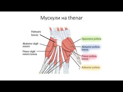 Видео: Мускули на ръката (7:19) ┃teoriyata.com