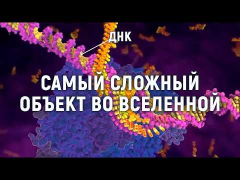 Видео: ДНК создал Бог? Самые свежие научные данные о строении. Как работает информация для жизни организмов