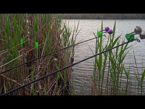 Видео: ЛОВЛЯ КАРАСЯ НА КОРМАЧКИ И МАКУШАТНИКИ. БЕШЕННЫЙ КЛЕВ КАРАСЯ. ДУБИНИМ НА КРОКОДИЛЫ С БУБЕНЦАМИ)