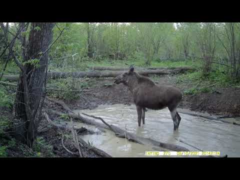Видео: Лось пытается понравиться лосихе| Кадры на фотоловушку