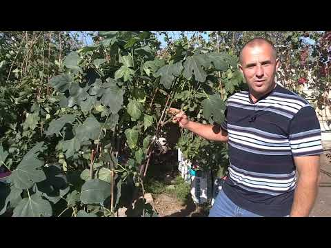 Видео: Инжир Абхазский фиолетовый. Остановка роста плодов (Fig Abkhazian violet. Stopping fruit). 07.10.20
