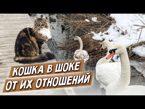 Видео: Кошке Анфисе их жалко! Лебеди, воспитание птенцов.