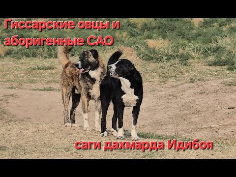 Видео: Гиссарские овцы и аборигенные САО Таджикистана саги дахмарда Идибоя из селения Сугдиён