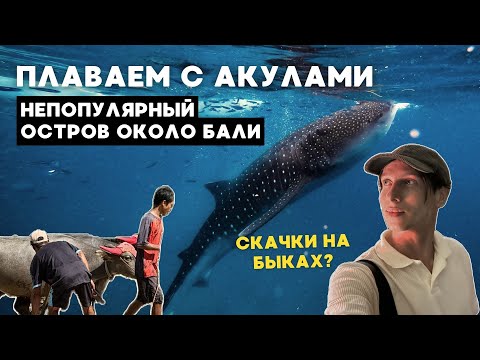 Видео: Индонезия за пределами Бали. Акулы, буйволы и золото. Остров Сумбава, цены