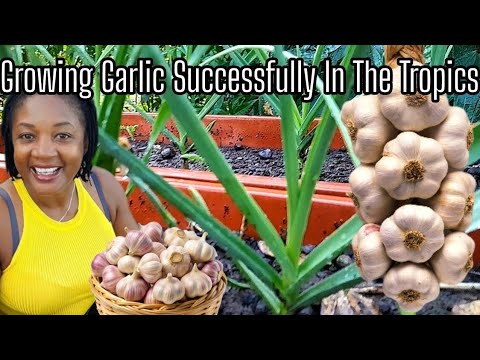 Видео: Можно ли выращивать чеснок в тёплом климате? Она выращивает чеснок в тропиках.