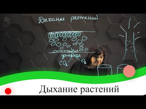 Видео: Дыхание растений. 7 класс.