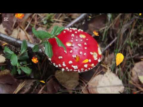 Видео: Козу карындар 