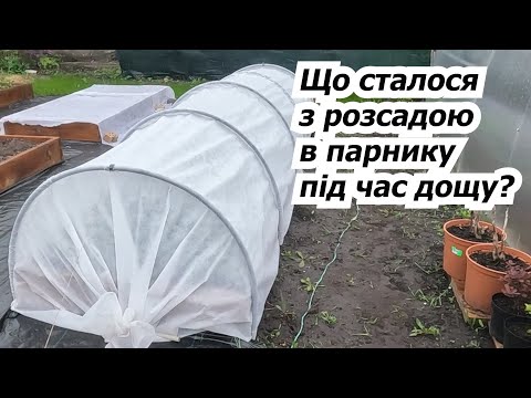 Видео: Наш міні-парник з агроволокна під дощем! Що з розсадою? Вкриваємо плівкою.