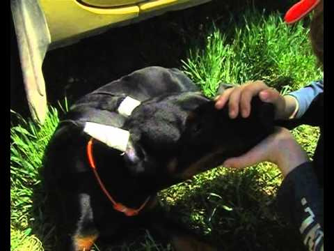 Видео: Как клеить уши в трубочки