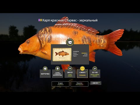 Видео: РАЗДАЧА ЦВЕТНЫХ КАРПОВ С КАРТАМИ НА ЯНТАРКЕ, ФАРМ НА ЯМЕ И ТУНГУСКЕ ОБЗОР ЛОКАЦИЙ РУССКАЯ РЫБАЛКА 4