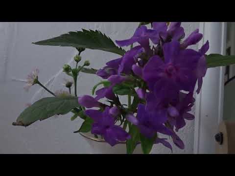 Видео: ФЛОКС ИЗ ХФ !