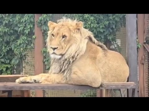 Видео: Шерхана переведут из Минского зоопарка?
