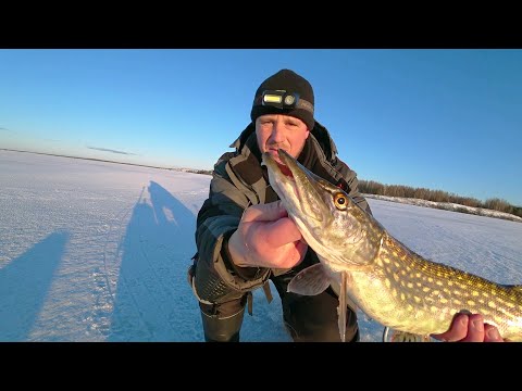 Видео: Ловля окуня на блесну зимой!Ловля ЩУКИ на ЖЕРЛИЦЫ!Рыбалка в ФЕВРАЛЕ