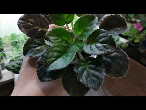 Видео: Фиалки из посылки! Что с ними стало?