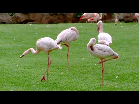 Видео: Лоро Парк. Тенерифе.11 серия. Диалоги о животных.