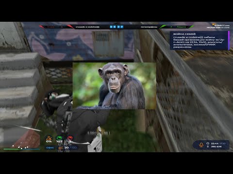 Видео: МНЕ СКАЗАЛИ ЧТО Я ШИМПАНЗЕ